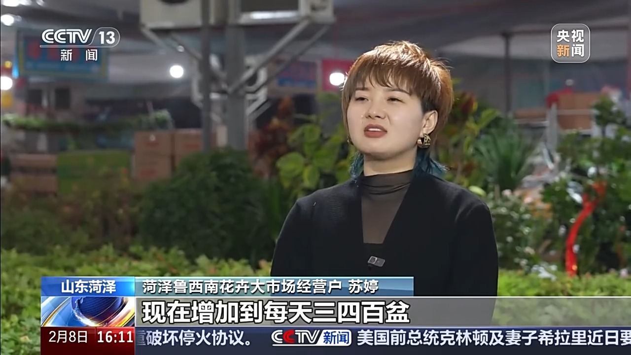 视频丨精准控温 花期“编程” 菏泽60万盆反季节牡丹逆势绽放