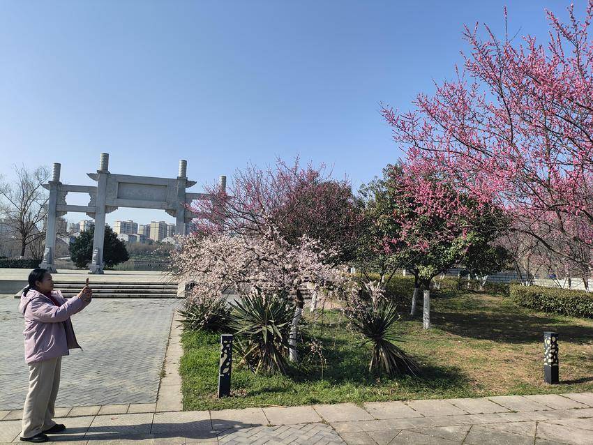 谷城汉江国家湿地公园梅花绽放迎客来