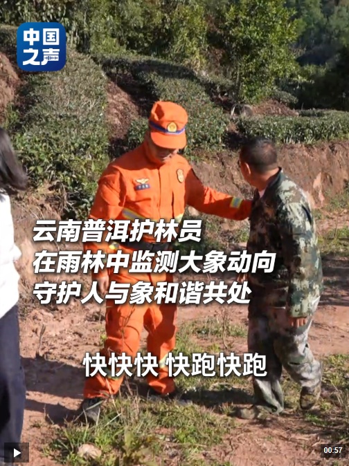  新春走基层｜雨林追象人