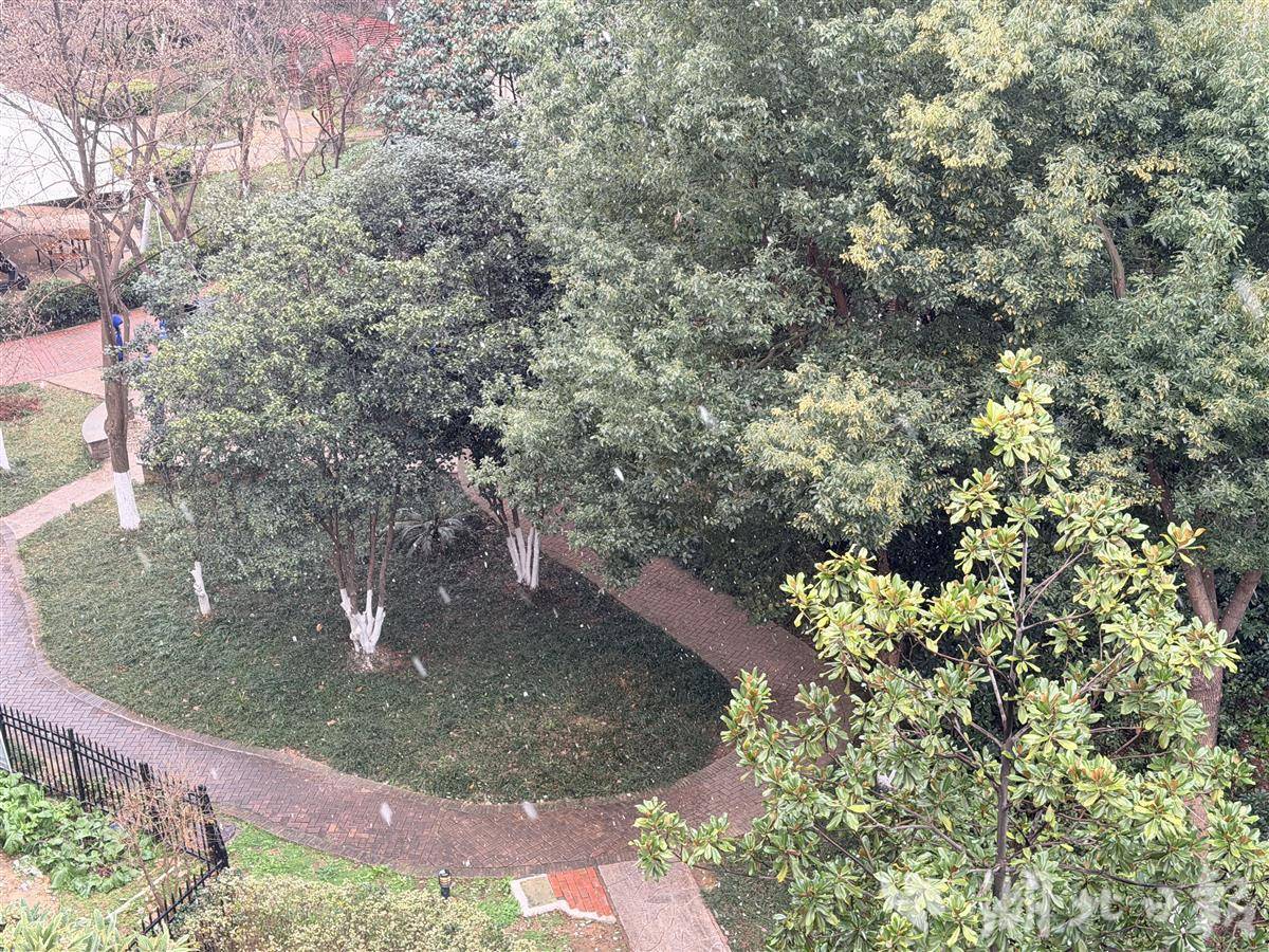毫无预兆！武汉飘起“鹅毛大雪”