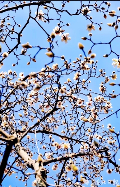 三月未到 玉兰已“爆” 元宵节到武汉植物园赏兰花