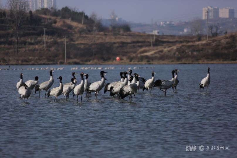新春走基层丨2800多只黑颈鹤的“中国驿站”
