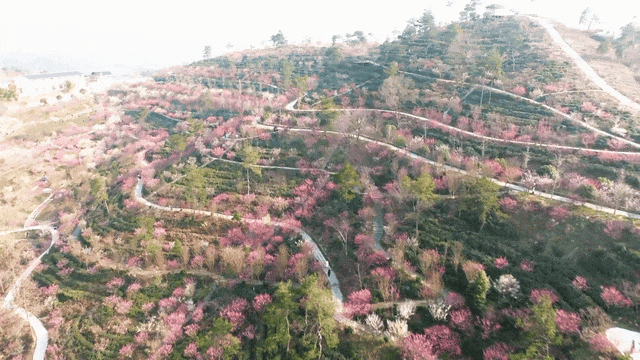 春节去黄陂！看梅花漫山