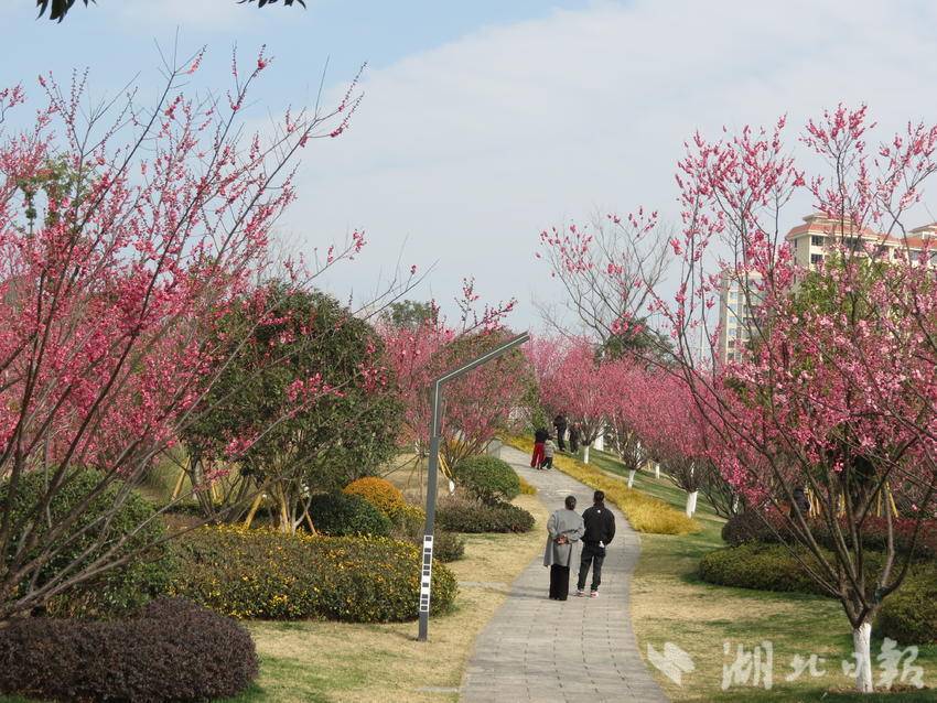英山：市民公园梅花开 梅香阵阵迎客来