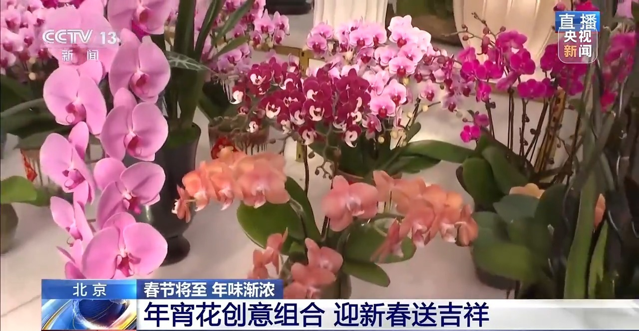 视频丨“马上发财” “马上花开” 年宵花创意组合氛围感拉满了