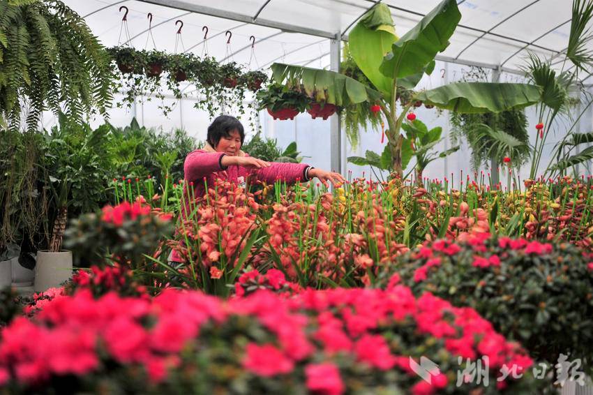 【新春走基层】夷陵：时令花卉绿植俏销节前市场