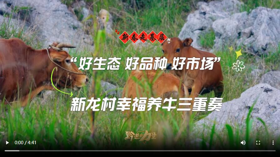 新春走基层丨“好生态好品种好市场 ”新龙村幸福养牛三重奏