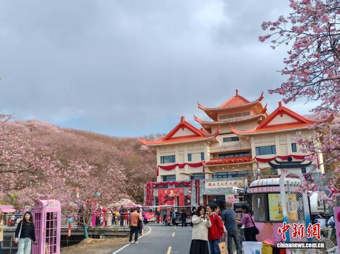 （新春走基层）闽台融合樱花园里的新春故事：一花牵两岸 樱艳映乡情
