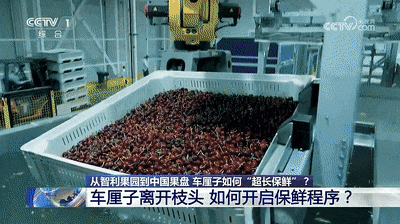 过年买的车厘子放几天就坏了？学会这招保鲜更持久→
