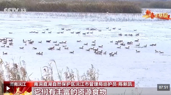 新春走基层丨父子接力书写洞庭湖畔的护鸟故事