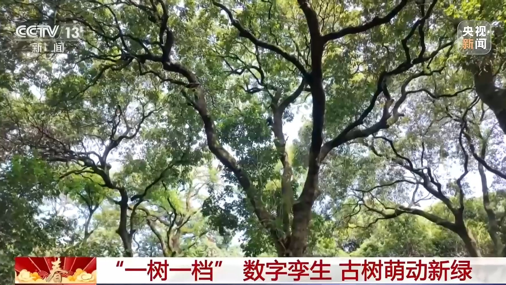  挂牌保护、智能监测 古树名木在数智化时代焕发新生