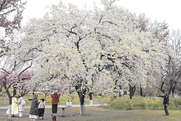  青山公园58岁梨树 进入盛花期
