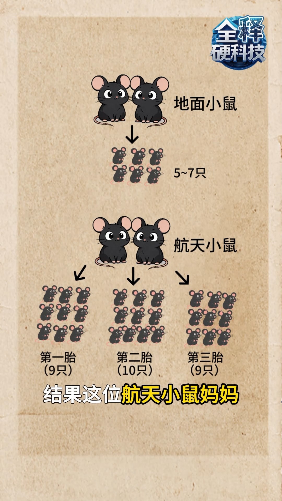 成功孕育第三胎鼠宝宝！太空小鼠研究最新进展来了