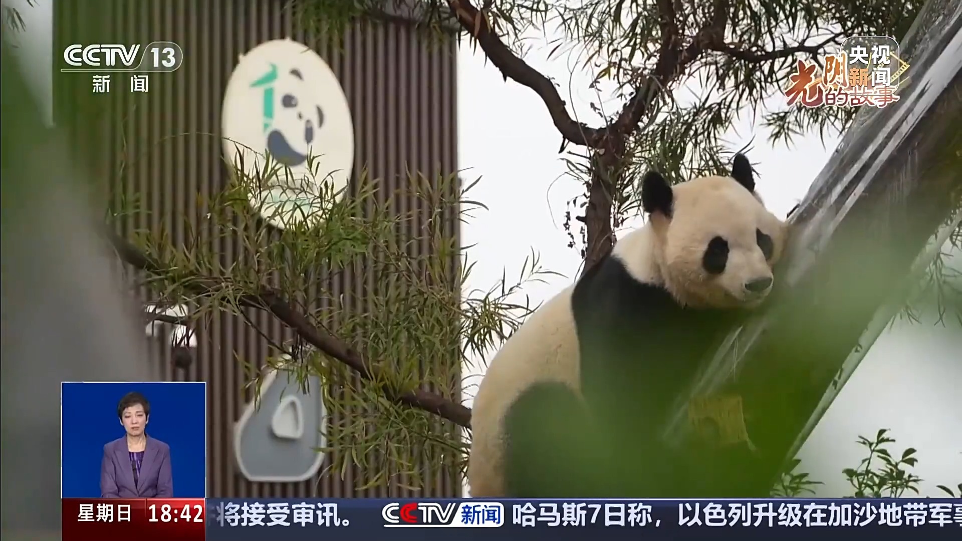 视频丨从乡音呼唤到一餐一饭 他们与大熊猫温柔相伴