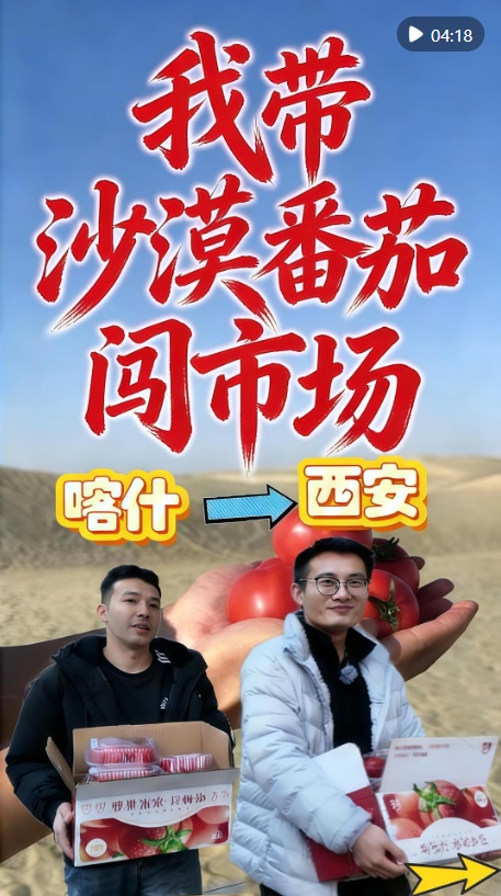  新春走基层｜喀什“新农人”：我带沙漠番茄闯市场