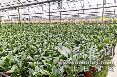 钟祥汇彩园艺：大棚绿植备新春 “绿色年货”运全国