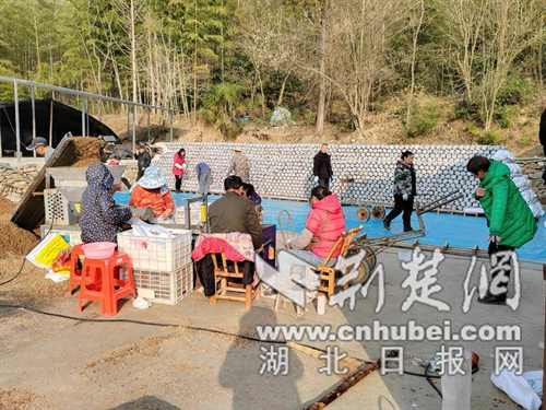  京山市龙泉山村：菌棒里年味香 产业忙中开新局
