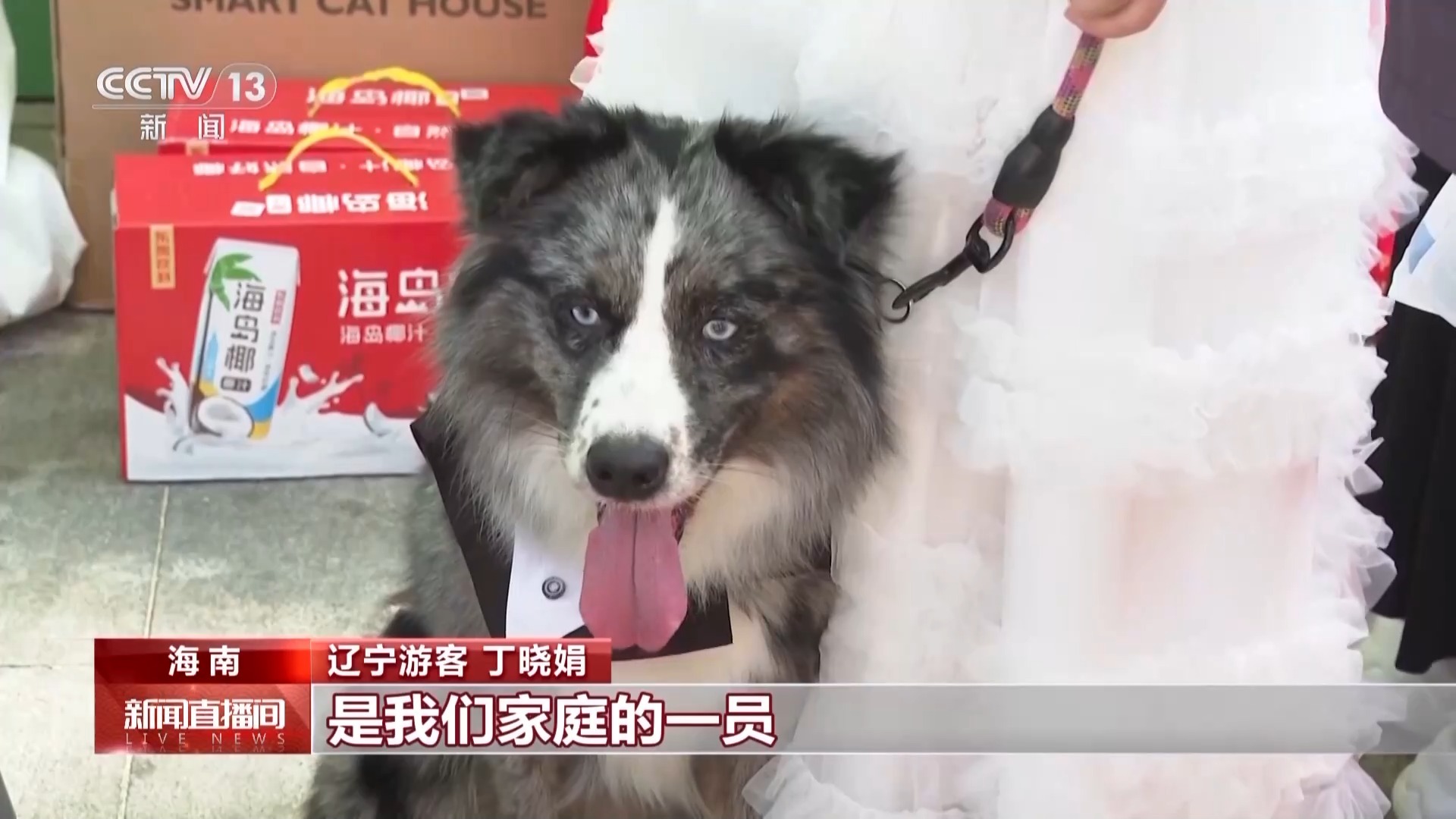  “携宠出游”成时尚 “它经济”还有哪些可能