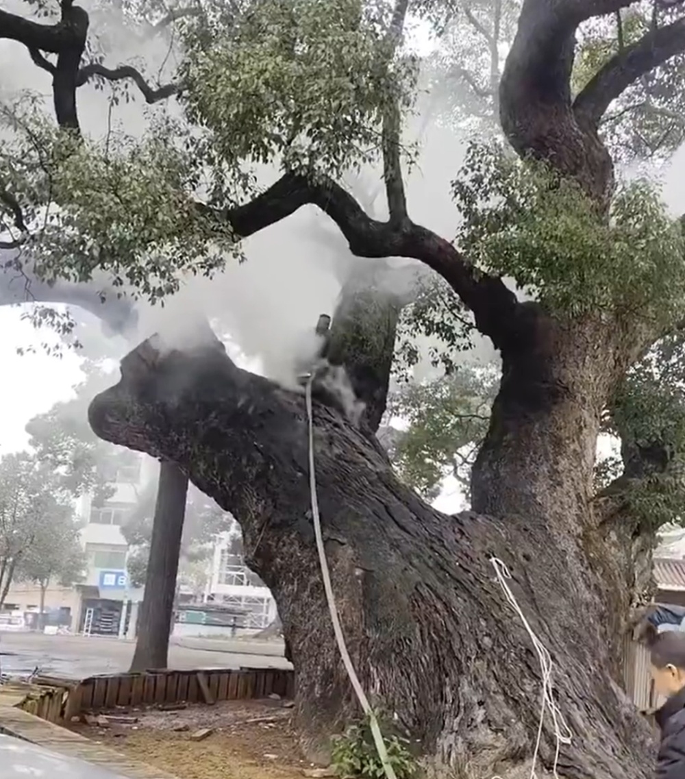  俩小孩将爆竹扔进树干空心处，1200年树龄古樟烧了7小时