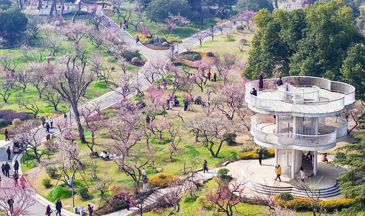 天气晴好梅花“抢先”迎客，东湖赏梅火了