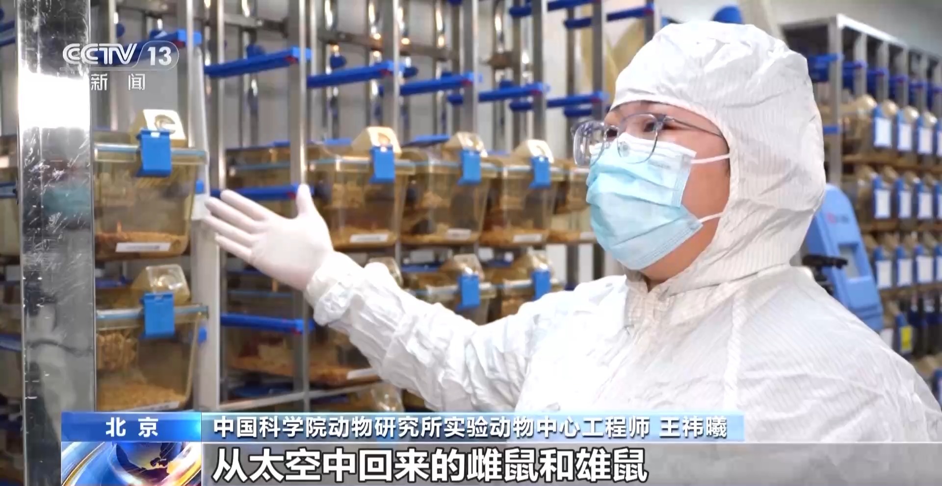  航天小鼠已顺利产下三窝后代 空间繁育研究获新进展