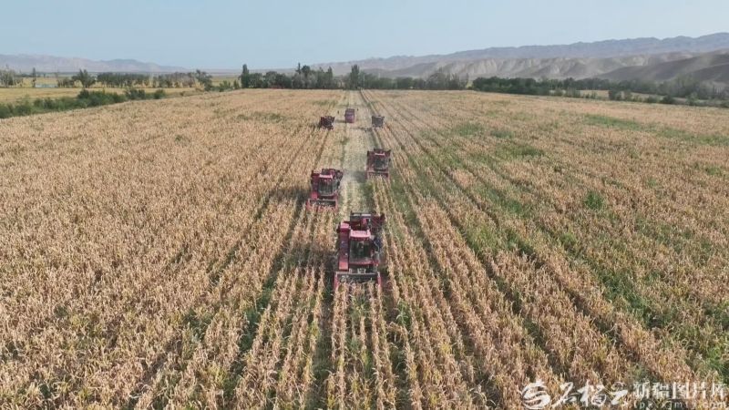 新疆经济看点丨农业稳中向好 粮棉增产丰收