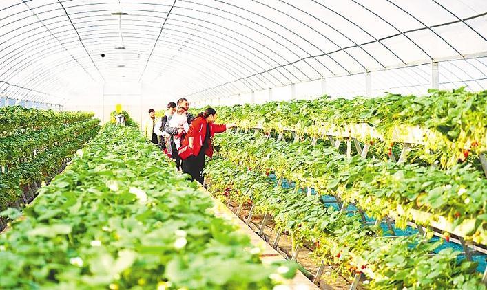  夷陵立体草莓园 尽显农业科技范
