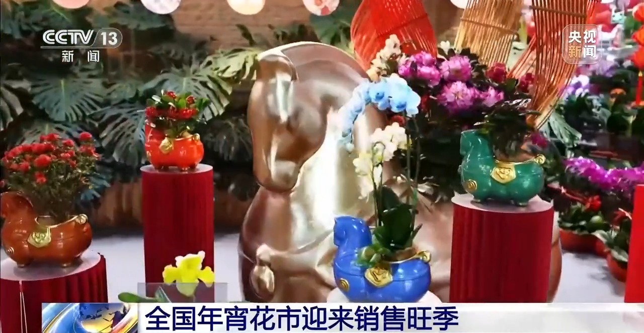 视频丨国产花卉怎样“出新”又“出彩”？数智驱动让年宵花走出新“花路”