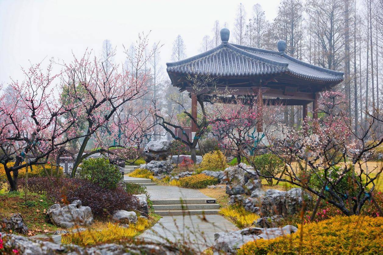 武汉东湖梅园步入盛花期，“梅好时光”游玩指南请收藏