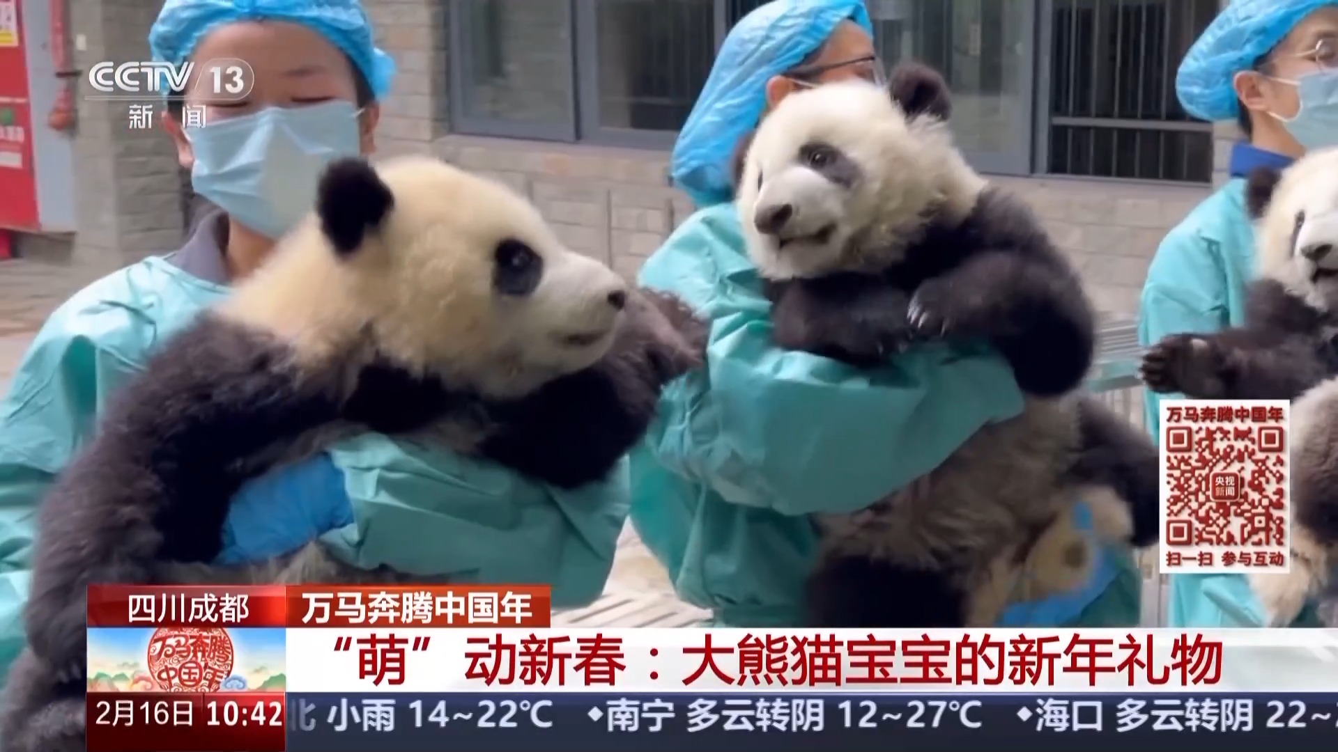  别划走，大熊猫宝宝们给你拜年啦