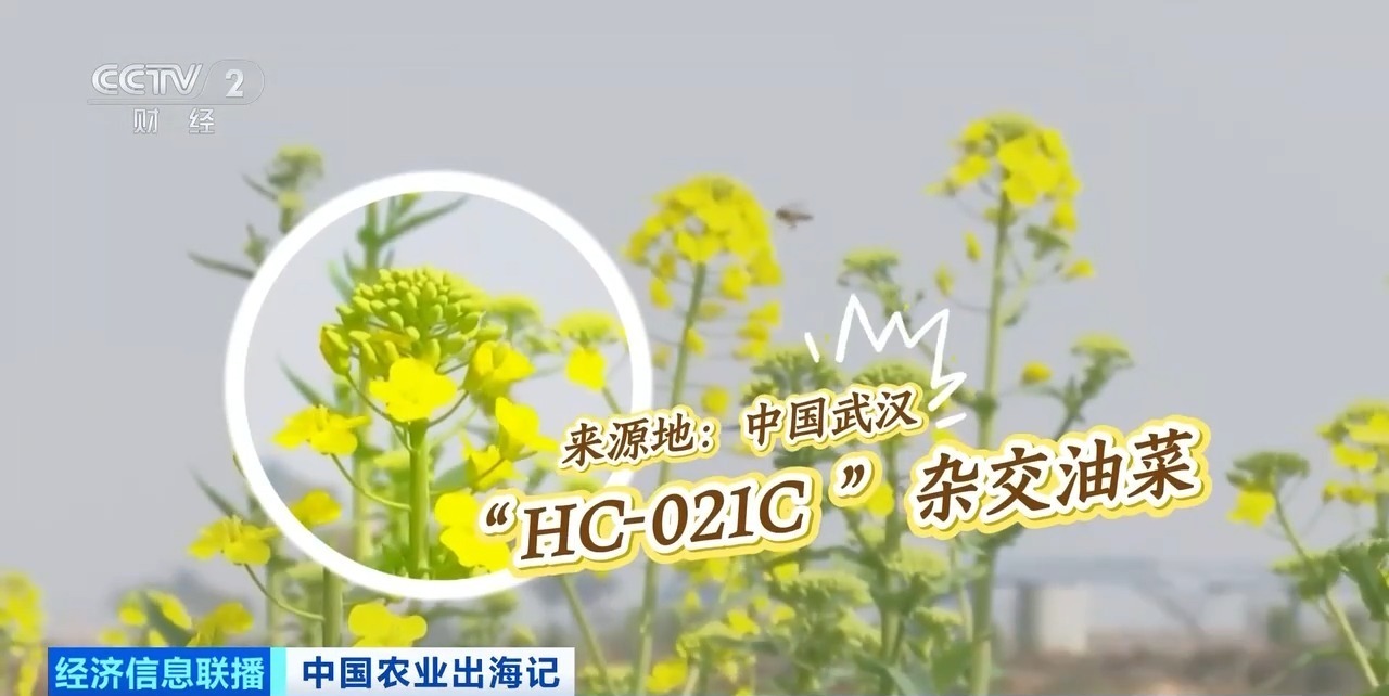 油菜籽扎根巴基斯坦，饲料“游”进越南虾塘！中国农业这样出海→