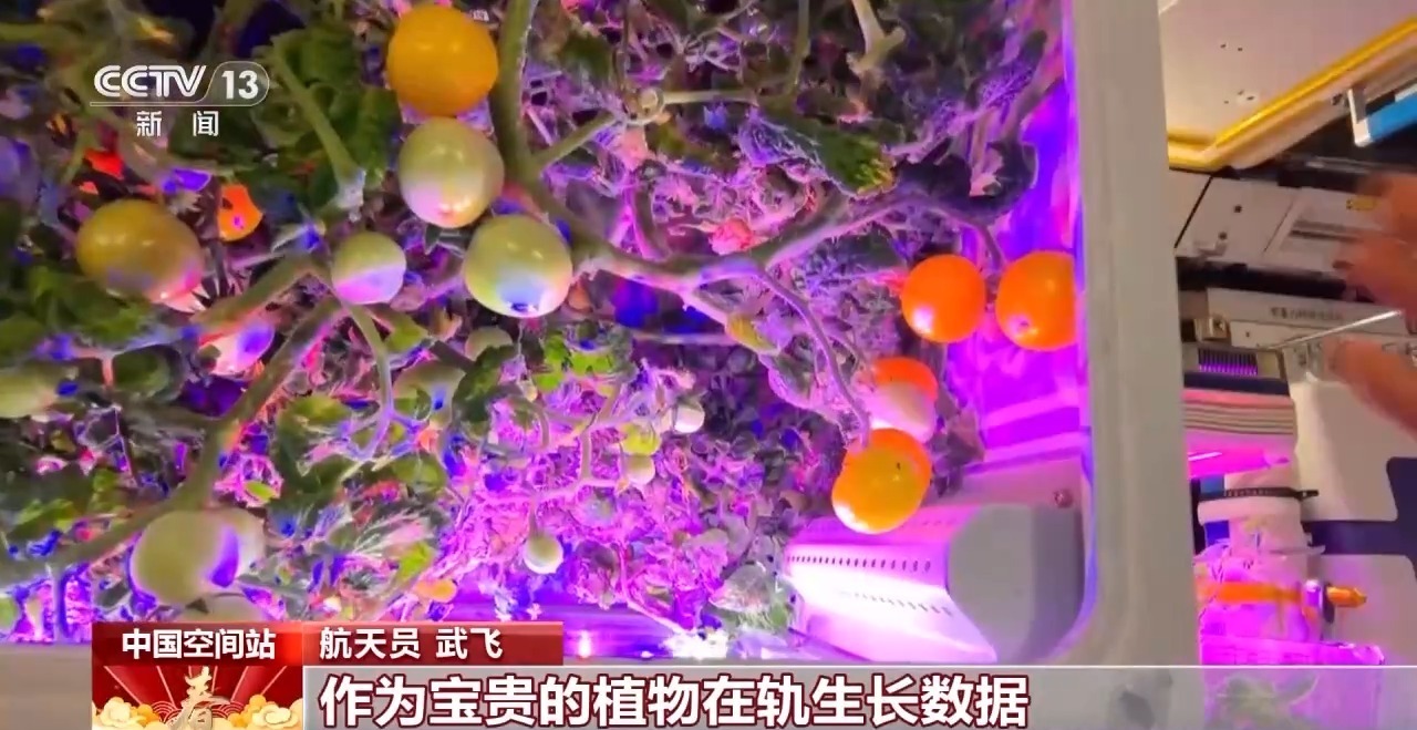 中国空间站太空番茄长势喜人 “太空菜园”迎来丰收季