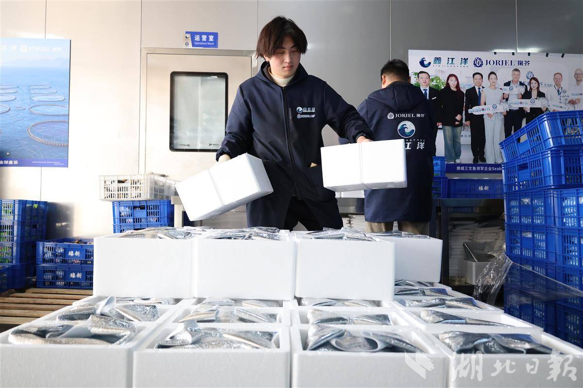  新春记者走基层丨亚洲最大三文鱼智能生产线春节“爆单”——从深海到舌尖，只隔着一个“鄂州”
