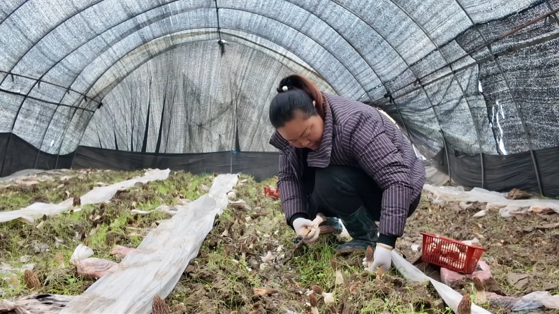 当阳：提前上市！羊肚菌抢“鲜”撞上春节档