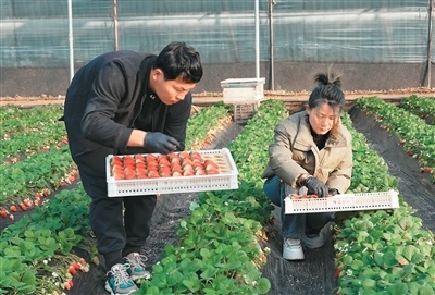 一颗小小的草莓，何以给这个县带来年产值近2亿元的效益？