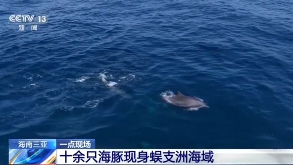 现场直击！十余只野生海豚现身三亚蜈支洲岛近海