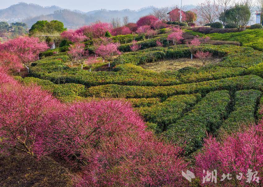 蕲春：梅开枝头春意闹 满城游人赴花约