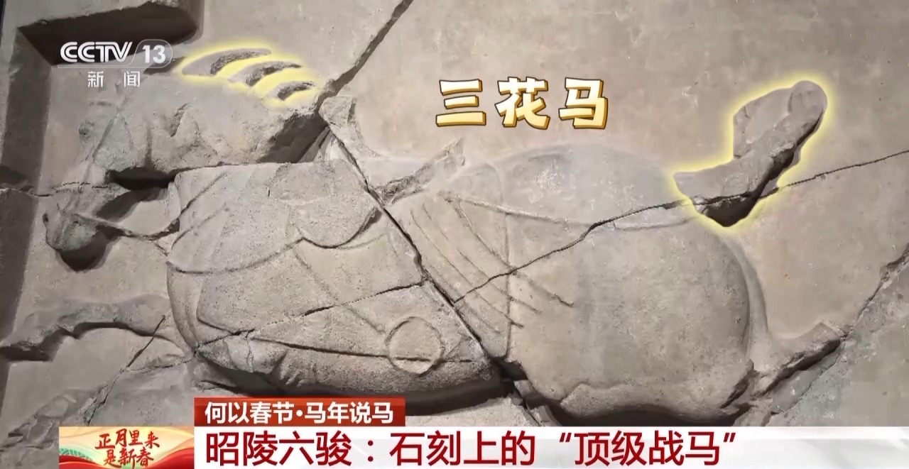 何以春节丨昭陵六骏至勇至义 领略古代“顶级战马”风采