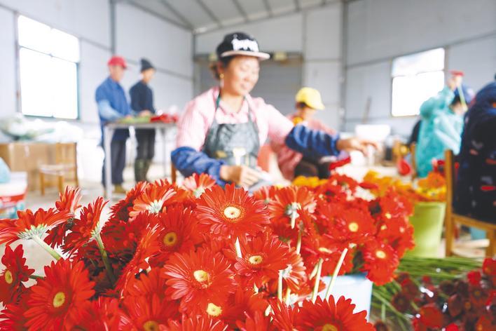  鄂东南最大鲜切花生产基地迎来产销旺季 每日4万枝“鲜花年货”飞赴大江南北