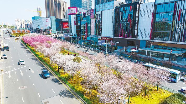  光谷珞喻路景观廊化身樱花大道