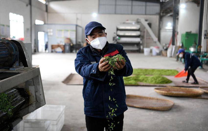 保康：“明前茶”采摘加工忙