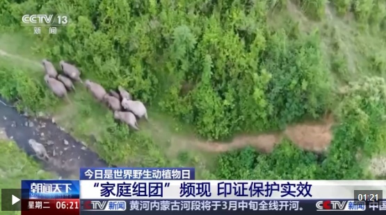  视频丨特别“家庭旅行团”亮相 我国野生动植物保护交出亮眼答卷