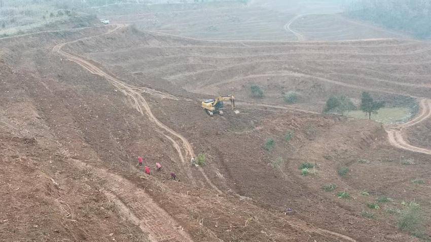  昔日荒草坡，今日“绿色银行”！谷城凤凰村160亩油茶林让荒山“活”了