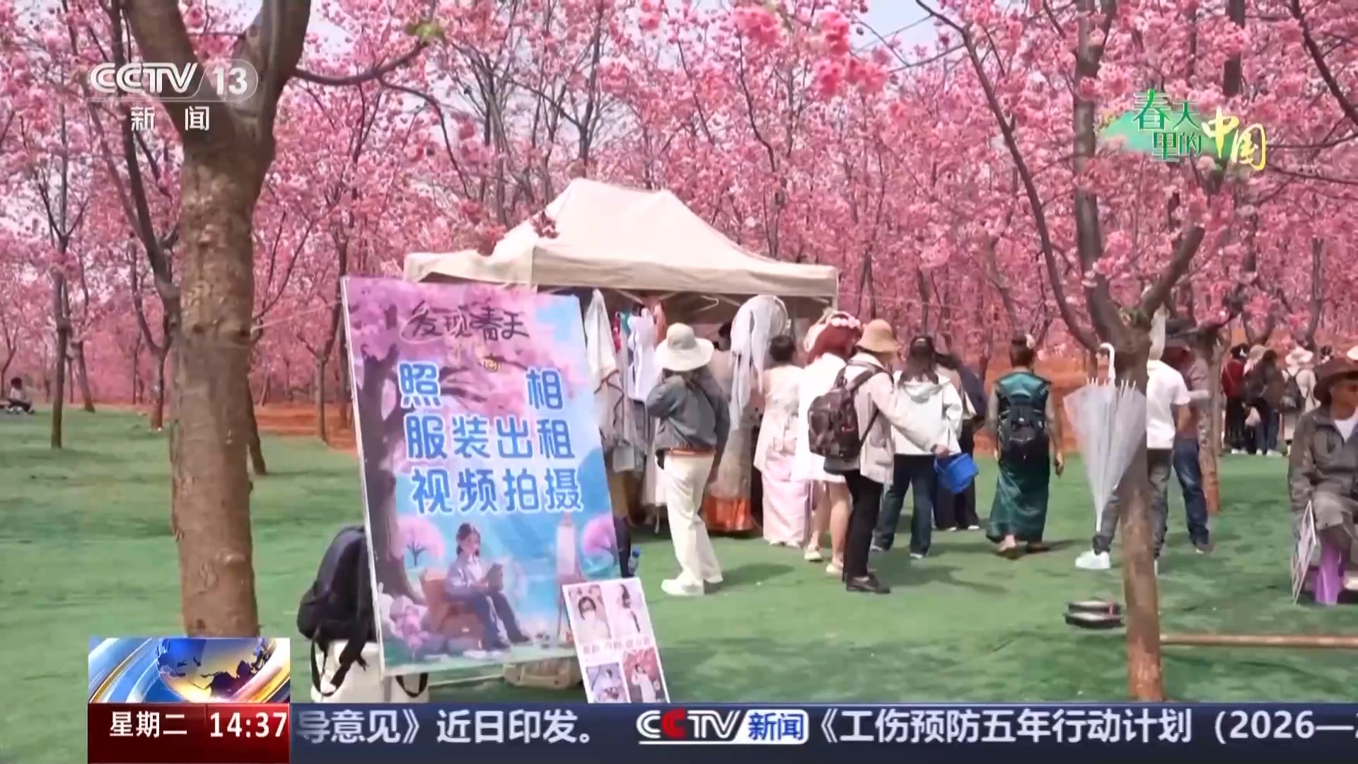 石漠化荒山变千亩花海 “赏花经济”催生多元消费新场景