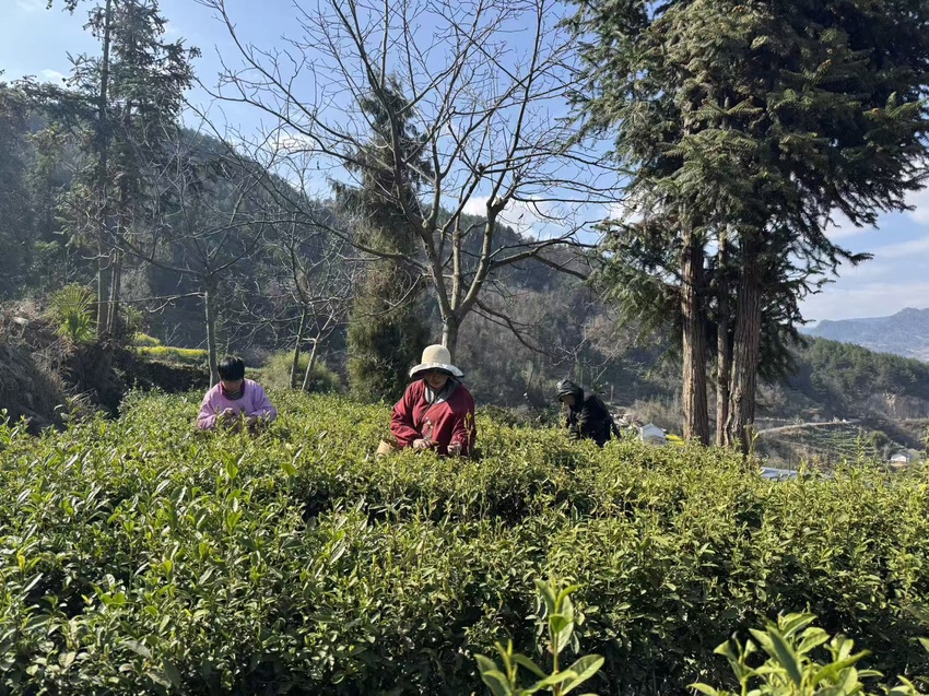 争鲜！高桥乡春茶“头采”拉开序幕