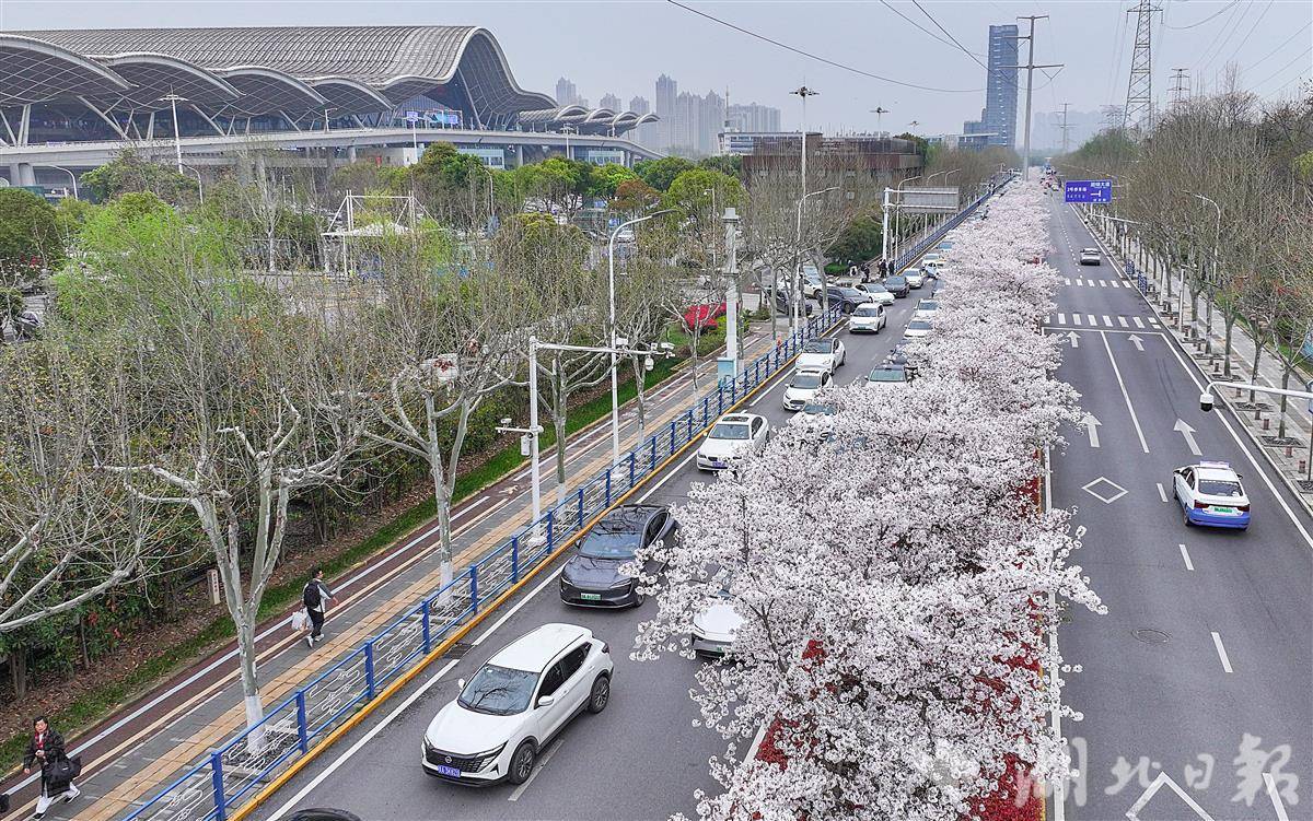  樱花大道扮靓武汉站  旅客到站即赏花