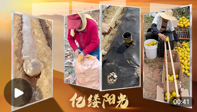  亿缕阳光·乡见｜田间有高手