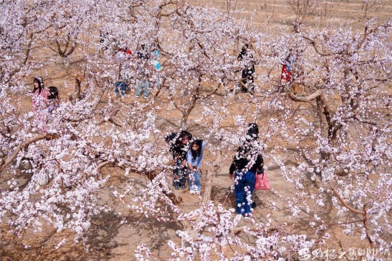 花海漫天山，藏着新疆文旅的“流量密码”