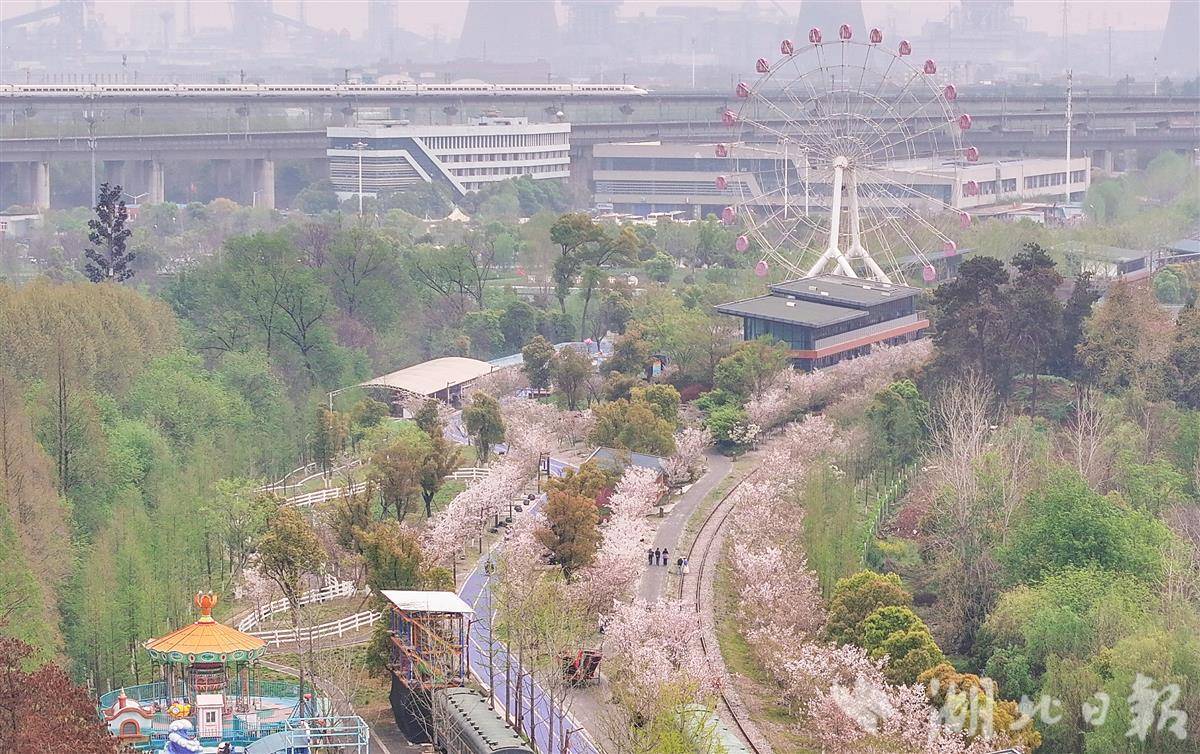  武汉青山“樱”乐园    在此可与摩天轮、铁轨、樱花、列车同框
