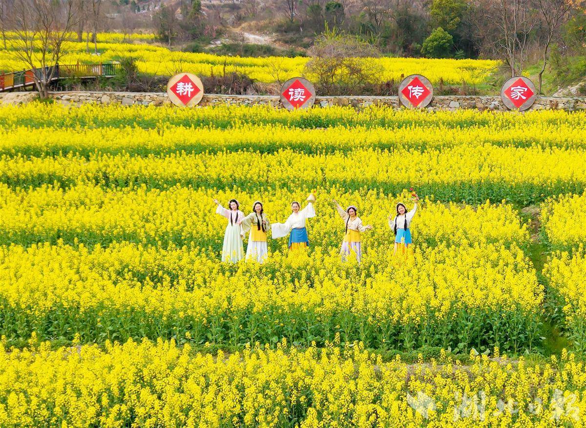  黄陂大余湾：300亩油菜花进入盛花期